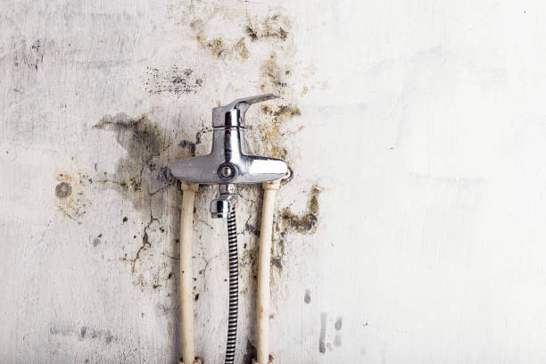 Best Best Mold Removal Companies  in Ddanelle, AR