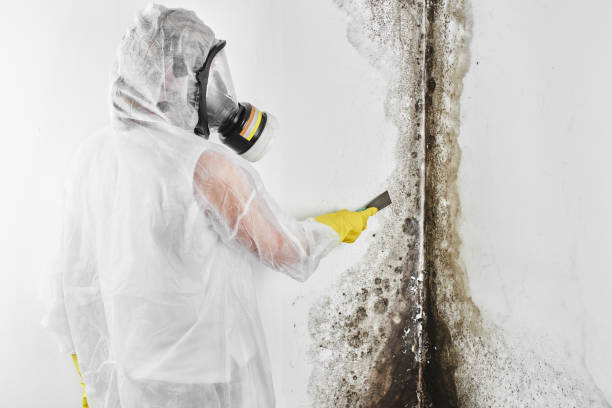Best Mold Testing  in Ddanelle, AR