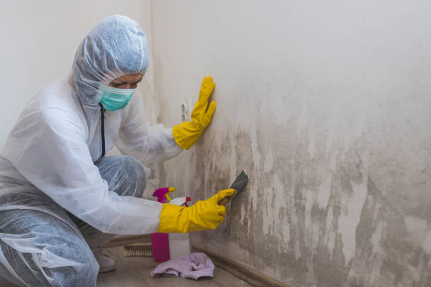Best Toxic Mold Removal  in Ddanelle, AR