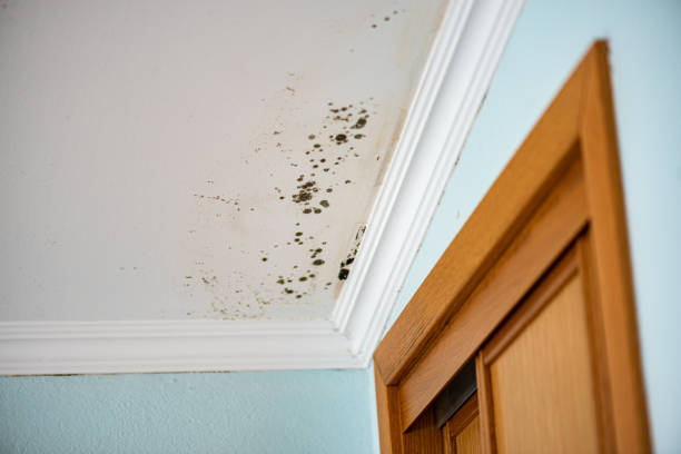 Best Crawl Space Mold Removal  in Ddanelle, AR