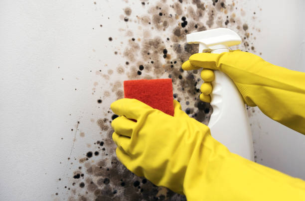 Best Mold Testing  in Ddanelle, AR