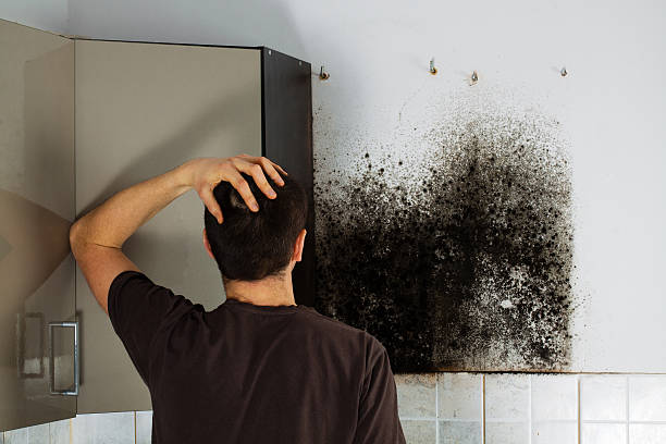 Best Certified Mold Removal  in Ddanelle, AR