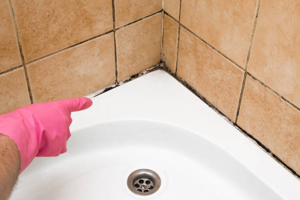 Reliable Dardanelle, AR Mold Removal Solutions